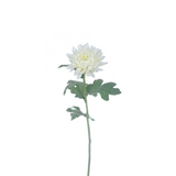 Mum Chrysanthemum Stem