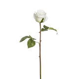 Rosa DIANE