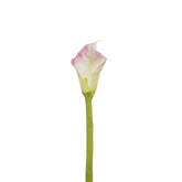 Kelly Calla Lily Stem