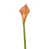 Kelly Calla Lily Stem