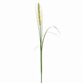 Feuillage Onion grass