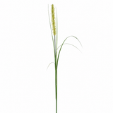Feuillage Onion grass