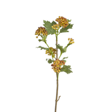 Viburnum Opulus Berry Foliage