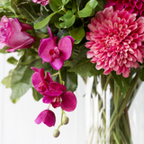 Phalaenopsis Orchid Stem Forever