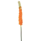 Steppe Lily Stem