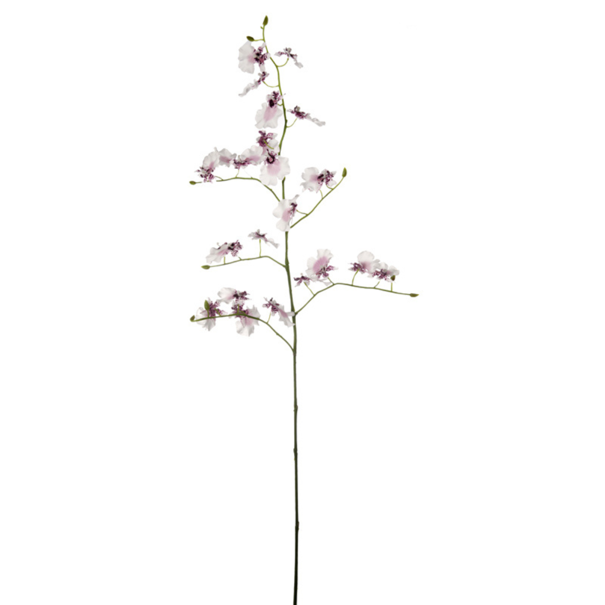 Tige d'Orchidée Oncidium