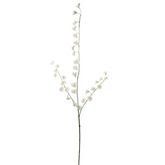 Tallo de guisante dulce