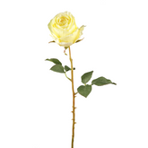 Rosa KATE