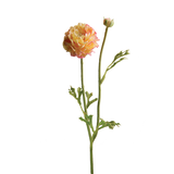 Mathilda Buttercup Stem