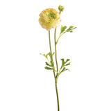 Mathilda Buttercup Stem