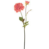 Tige de Dahlia Andreas