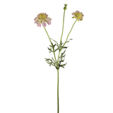 Flowering Scabiosa Stem