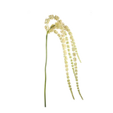 Amaranth Cascading Foliage