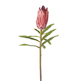 Protea BUD