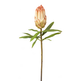 Protea Bud Stem