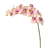 Orquídea Phalaenopsis BUDY H104