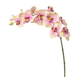 Phalaenopsis Orchid Stem Budy