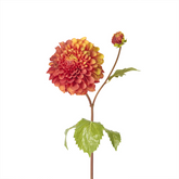 Tige de Dahlia Denitsa
