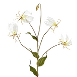 Tige de Gloriosa Amy Pailletée