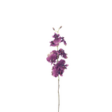 Orquídea Oncidium H58