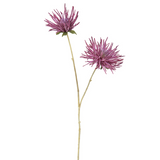 Tokyo Chrysanthemum Stem