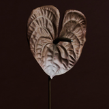 Ombre Anthurium Stem