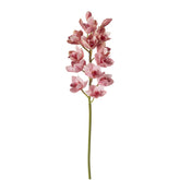 Orquídea Cymbidium H62