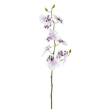 Orquídea Oncidium H58