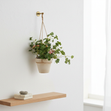 Hanging Composition Mini Plant