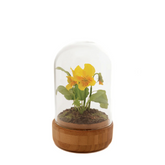 Violeta bajo una campana de cristal VIOLA