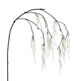 Amaranthus retroflexus