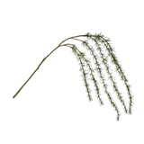 Drooping Pine Branch
