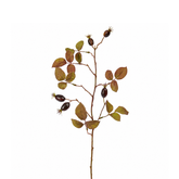 Hawthorn Foliage