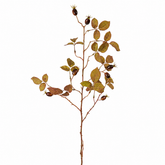 Hawthorn Foliage