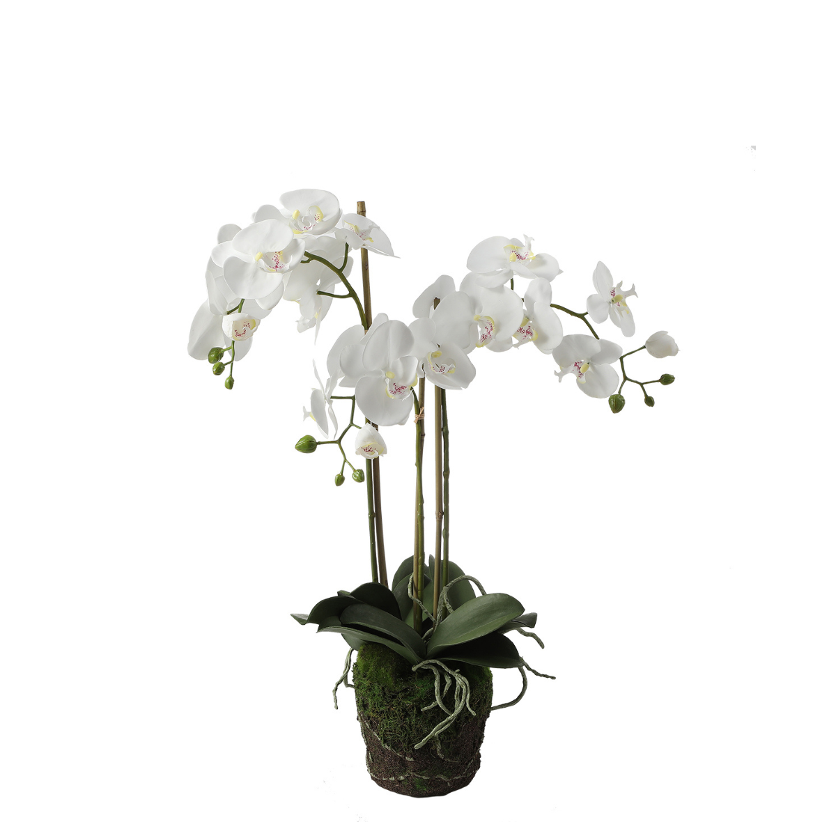 Orchidea Artificiale in Vaso d'Argilla H63 - 63 cm / Bianco