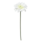 Gerbera SELENA