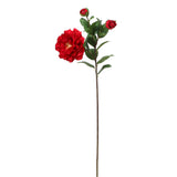 Tallo de Camelia con 2 capullos