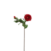 Tallo de Camelia con 2 capullos