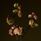 Cherry Blossom Stem