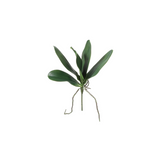 Orchid Leaf Foliage Small Size
