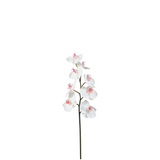 Phalaenopsis Orchid Stem