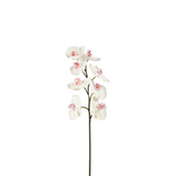 Phalaenopsis Orchid Stem