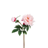Peony Stem