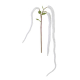 Amaranthus retroflexus