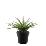 Arbusto de helecho en maceta