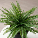 Arbusto de helecho en maceta