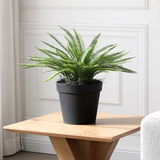 Arbusto de helecho en maceta