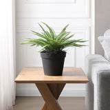 Arbusto de helecho en maceta