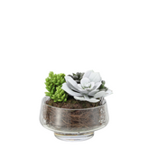 Composizione di Succulente in vaso trasparente Grande formato