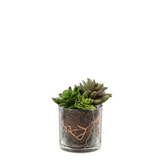Composition of Succulents in Transparent Vase Small Size